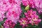 Rhododendron blooming flowers in the spring garden. Beautiful pink Alpine Rose close-up. Floral pattern, background. Flowerbed of