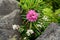 Rhododendron Blooms Between Boulders