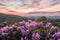 Rhododendron Blooms with Pale Pink Sunset Behind