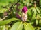 Rhododendron blooms  spring in the garden