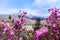 Rhododendron blossom in Altai