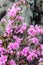 Rhododendron blossom in Altai