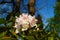 A Rhododendron Blossom in the Bad Homburg Palace Park