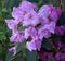 Rhododendron blossoms, mauve, pink, against shadowy, dark green foliage..