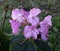 Rhododendron blossoms, mauve, pink, against shadowy, dark green foliage..