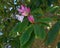 Rhododendron blossoms, pink, against shadowy, dark green foliage..