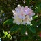 Rhododendron blossoms, pink, against shadowy, dark green foliage..