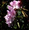 Rhododendron blossoms, pink, against shadowy, dark green foliage..