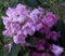 Rhododendron blossoms, pink, mauve, against shadowy, dark green foliage..