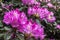 Rhododendron. Bright and juicy flowers on the rhododendron bush. Floral background with beautiful flowers