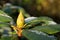 Rhododendron bud with frost