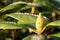 Rhododendron bud with frost