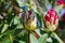 Rhododendron buds