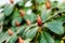 Rhododendron buds