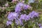 Rhododendron bush. Ornamental cultivated garden flower lilac magenta magenta petals shrub rhododendron