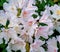 Rhododendron Bush with pink flowers