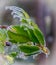 Rhododendron Bush Toppled Over From the Ice