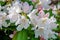 Rhododendron bush of white flowers