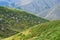 Rhododendron bushes in Caucasus mountains,Svaneti,Georgia