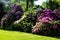 Rhododendron bushes form a colorful fence 1