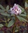 Rhododendron Calsap, lovely large trusses of pinky white flowers with prominent blackberry coloured blotch