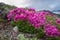 Rhododendron camtschaticum Pall