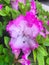 Rhododendron catawbiense, Catawba rosebay, Catawba rhododendron, mountain rosebay, purple ivy, purple laurel, purpl
