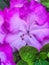 Rhododendron catawbiense, Catawba rosebay, Catawba rhododendron, mountain rosebay, purple ivy, purple laurel, purpl