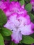 Rhododendron catawbiense, Catawba rosebay, Catawba rhododendron, mountain rosebay, purple ivy, purple laurel, purpl