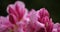 Rhododendron catawbiense known as Catawba rosebay, Catawba rhododendron, mountain rosebay, purple ivy,purple laurel,purple rhodode