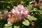 Rhododendron Christmas Cheer with a Wall brown butterfly