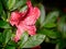 Rhododendron close-up