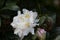 Rhododendron `Cunningham`s White`