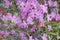 Rhododendron dauricum bushes with flowers (popular names bagulnik maralnik) with bokeh background of forest