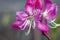 Rhododendron dauricum flowers