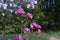 Rhododendron dilatatum flowers.