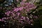 Rhododendron dilatatum flowers. In Japan it is called \\\'Mitsuba tsutsuji\\\'.