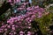 Rhododendron dilatatum flowers. In Japan it is called \\\'Mitsuba tsutsuji\\\'.