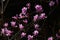 Rhododendron dilatatum flowers. In Japan it is called \\\'Mitsuba tsutsuji\\\'.