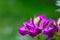 Rhododendron Ericales in colorful purple  slowly unfolds its bloom direction summer
