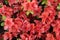 Rhododendron Evergreen Azalea Geisha Orange Flowers