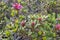 Rhododendron ferrugineum - Alpenrose flower . Chamonix, Alps