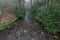 Rhododendron, Fires Creek, Nantahala National Forest, NC