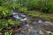 Rhododendron on Fires Creek, Nantahala National Forest, NC