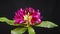 Rhododendron flower timelapse, vivid color flower opening on black background. Video in studio