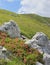 Rhododendron flowers, alpine pasture landscape, Slovenia