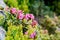 Rhododendron flowers blooming in Carpathian mountains. Chervona Ruta blossoming on the blurred nature background
