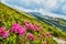 Rhododendron flowers blooming in Carpathian mountains. Chervona Ruta blossoming. Mountains landscape background