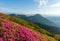 Rhododendron flowers blooming on the high wild mountain hill. Nature landscape. Location Carpathian, Ukraine, Europe. Wallpaper