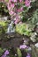 Rhododendron Flowers Blooming Over Waterfall